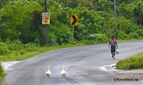  Romancing with Monsoons in Wayanad, Kerala